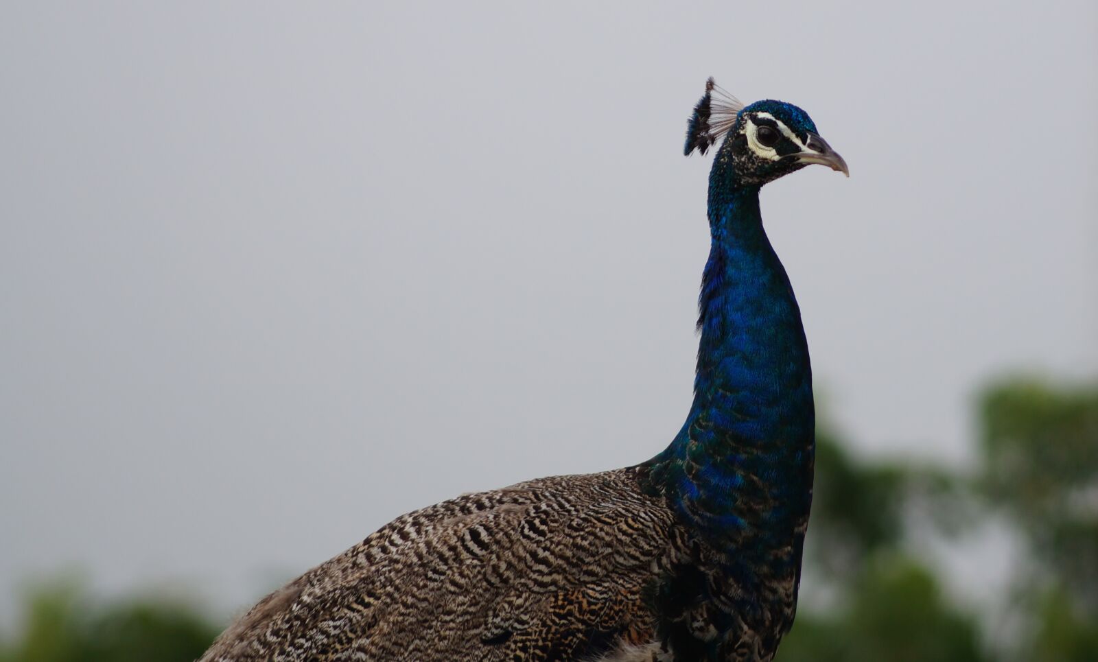 Sony DT 55-200mm F4-5.6 SAM sample photo. Peacock, birds, indian wildlife photography