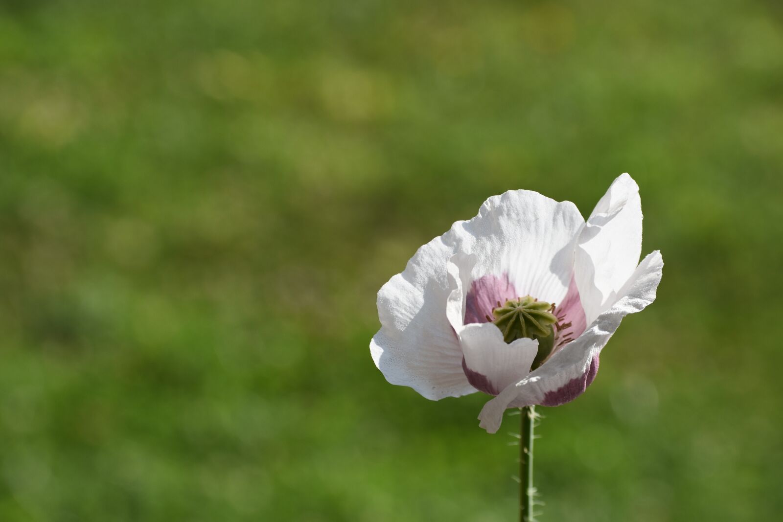 Nikon D3400 sample photo. Mack, white, flower photography