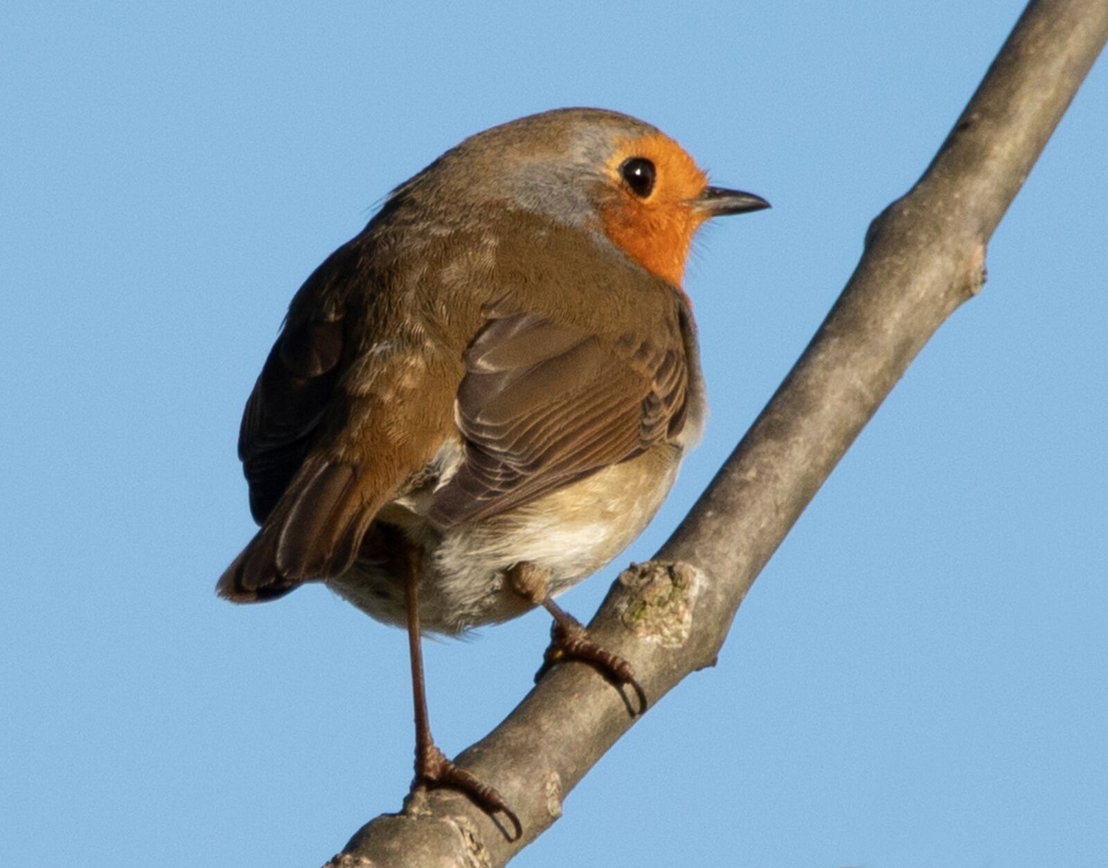 150-600mm F5-6.3 DG OS HSM | Contemporary 015 sample photo. Robin redbreast in tree photography