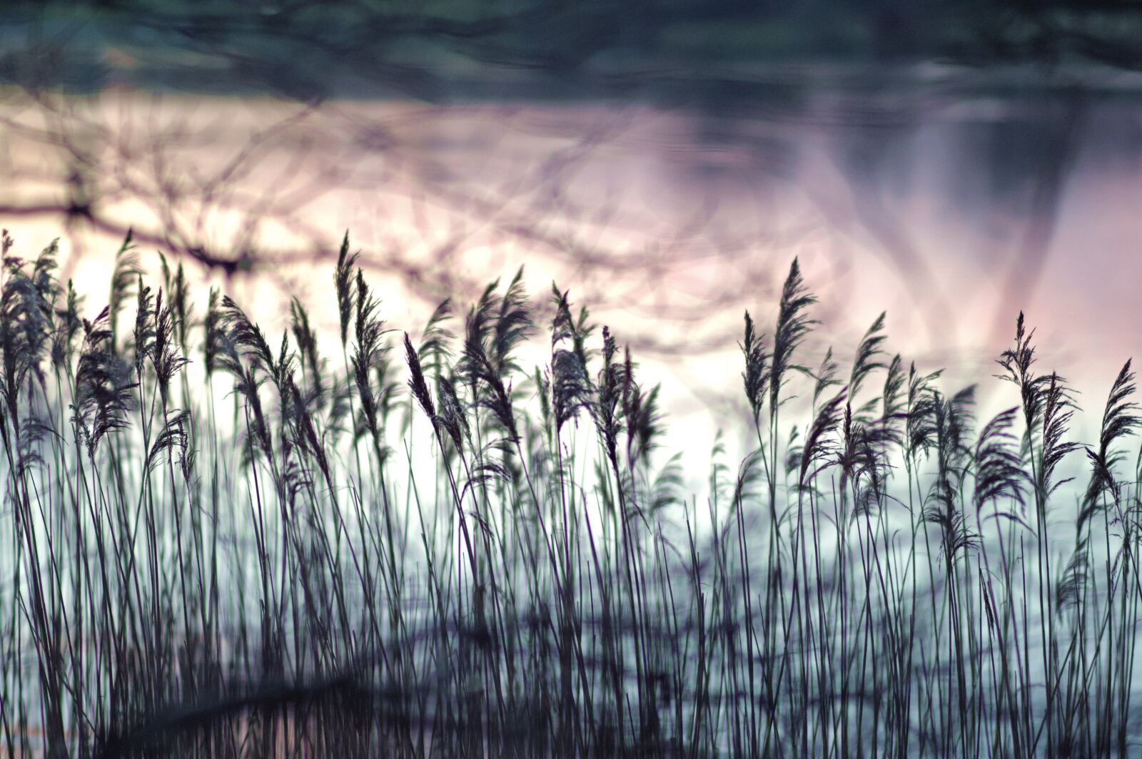 Nikon D3200 sample photo. Nature, grass, winter photography