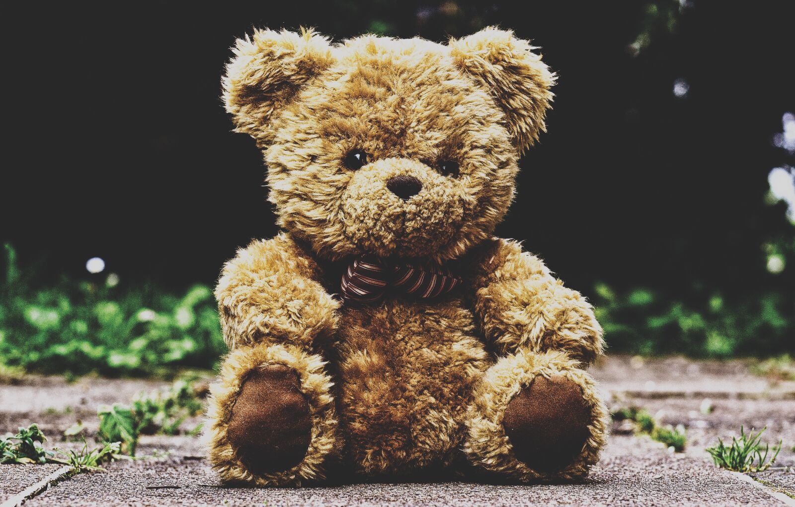 Nikon D3200 sample photo. Teddy bear, stuffed animal photography