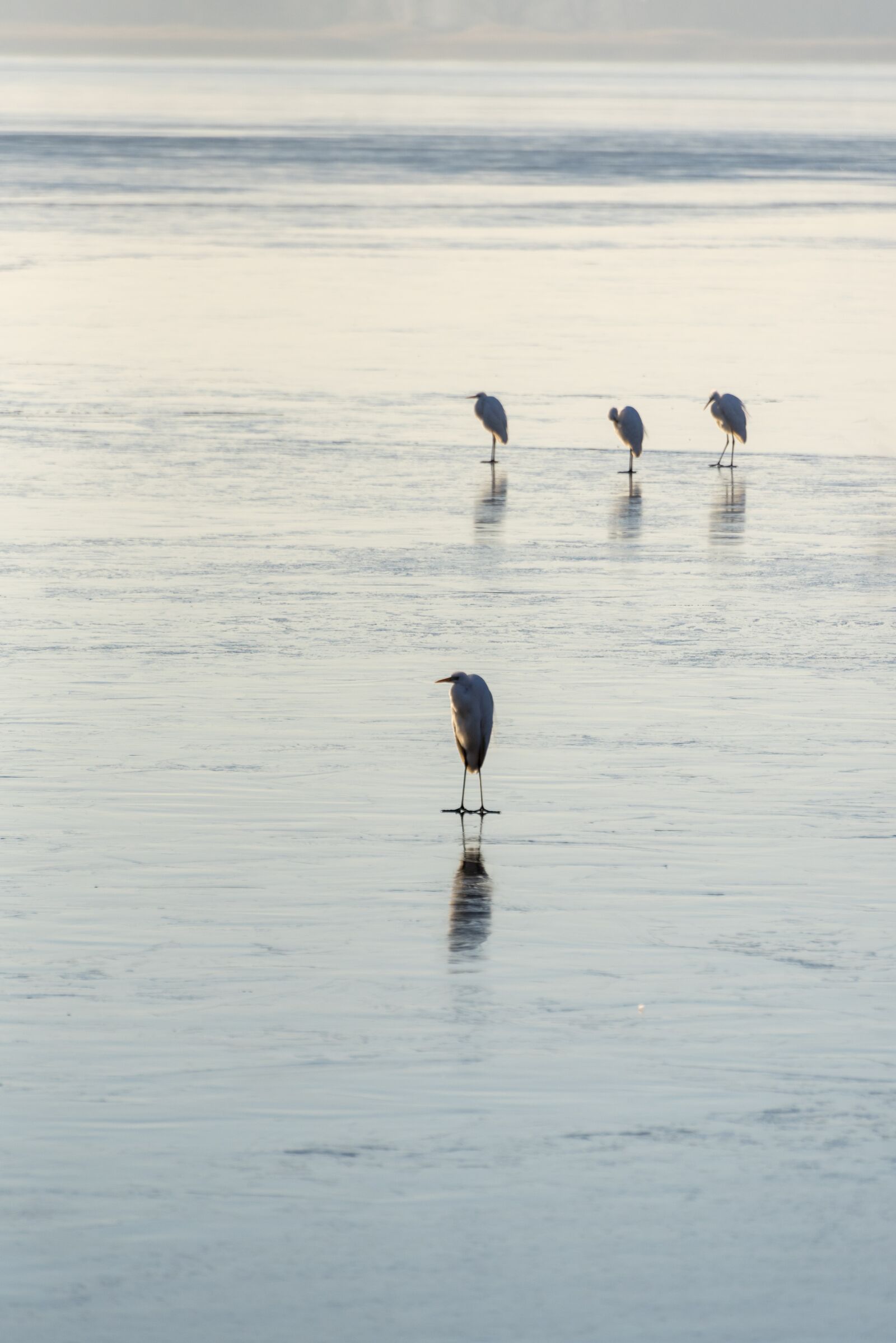 Nikon D750 sample photo. Ice, frozen, birds photography