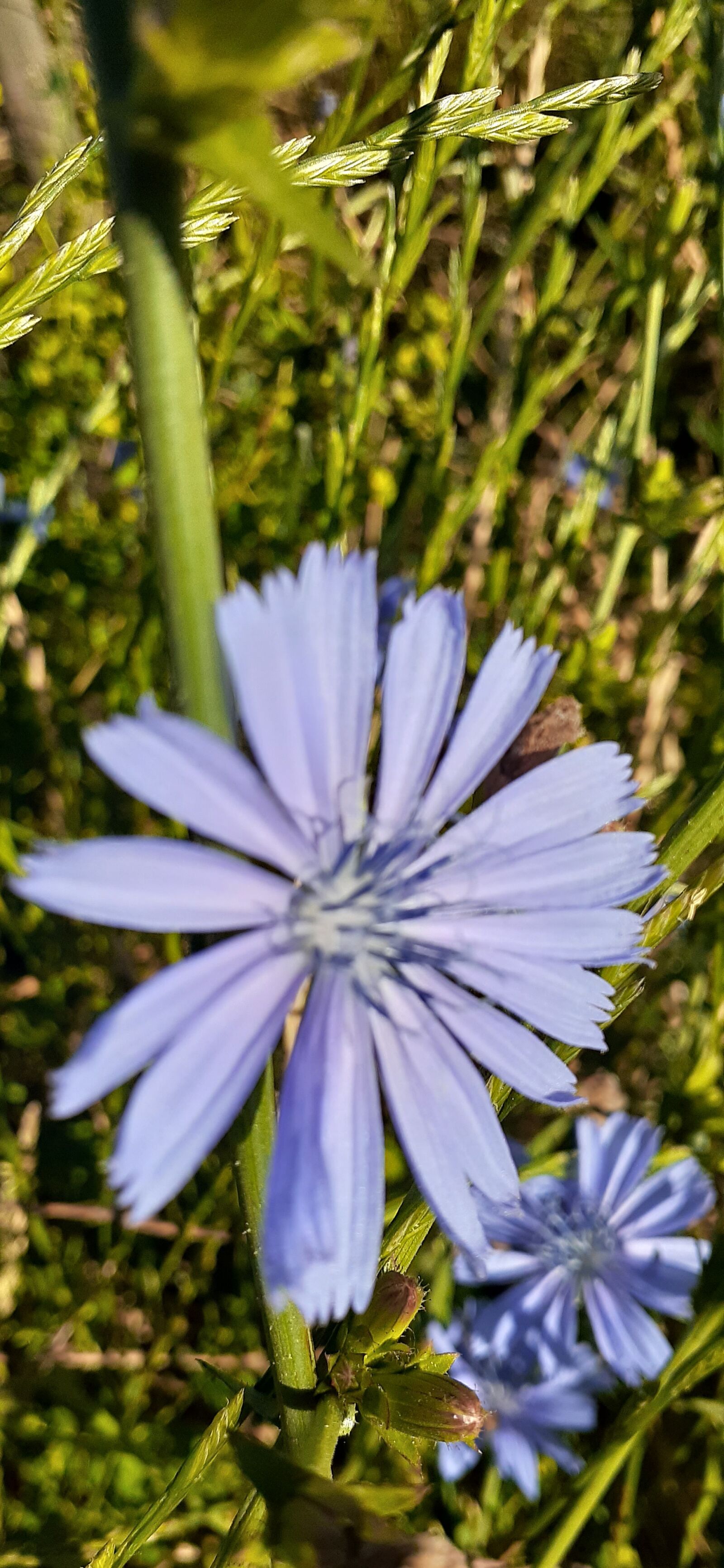 Samsung Galaxy A20 sample photo. Chicory, weed, blue flower photography