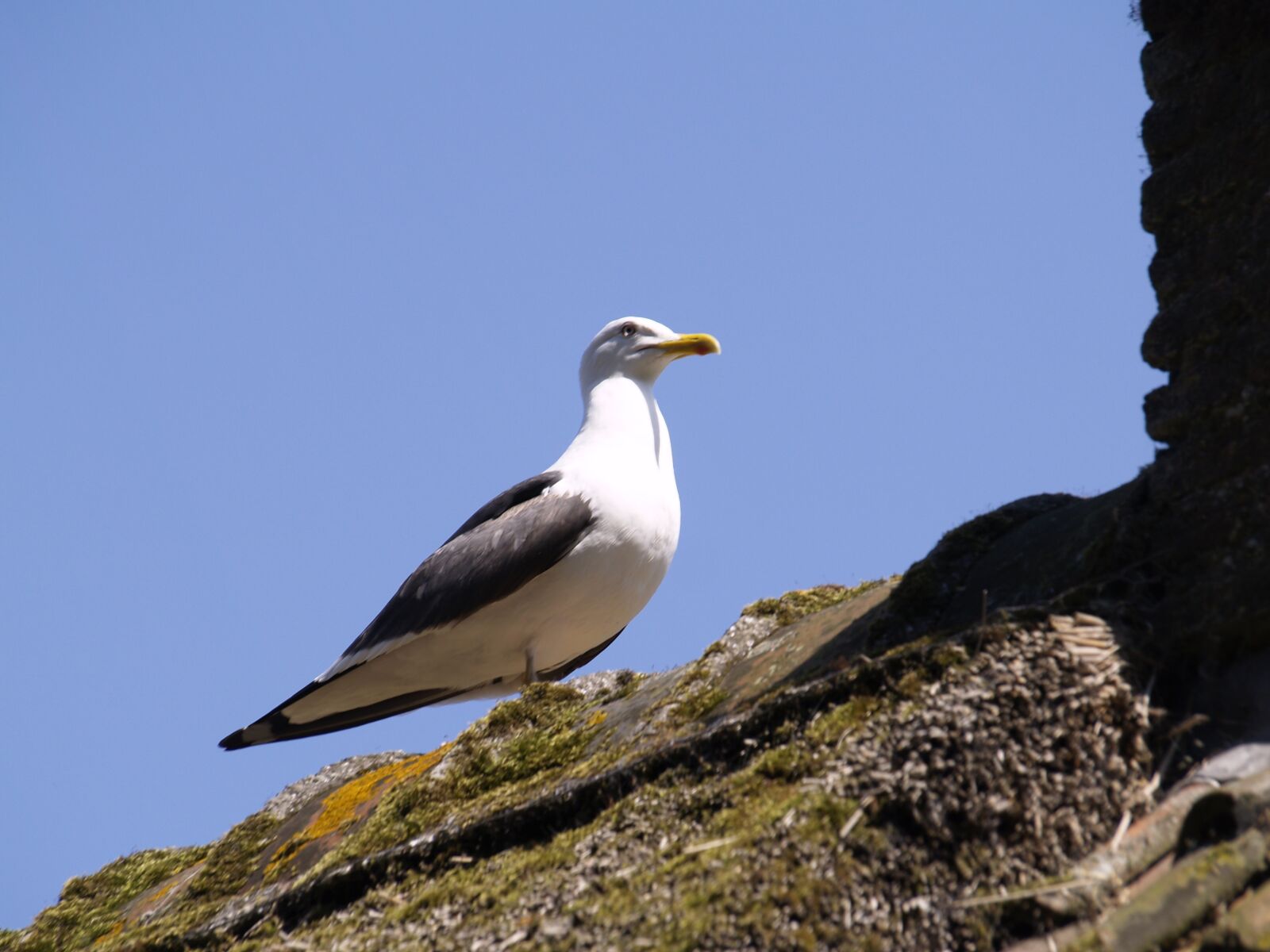 Olympus E-500 (EVOLT E-500) sample photo. Seagull, air, blue photography
