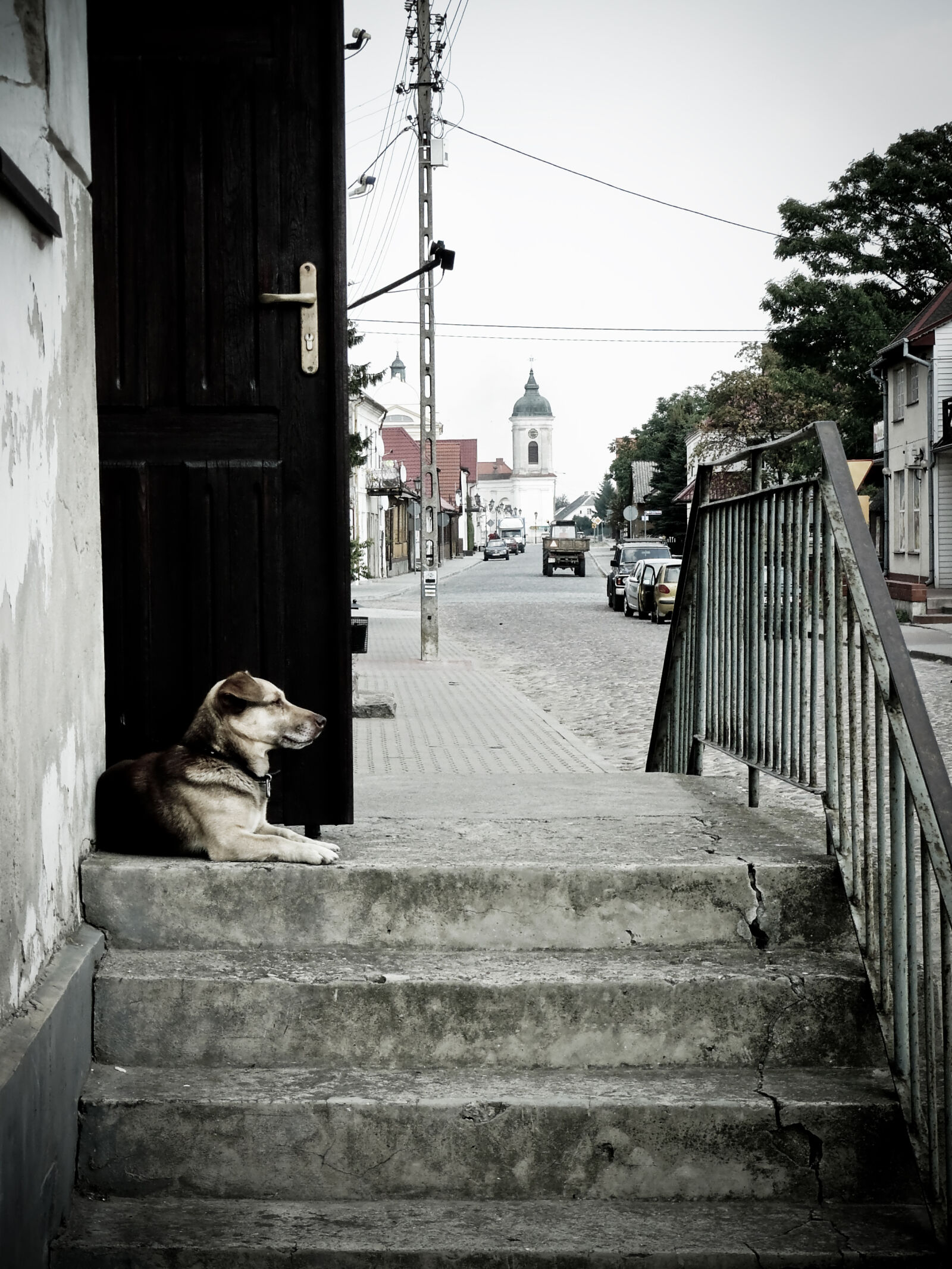 Panasonic DMC-FZ8 sample photo. Dog, guard, street, tykocin photography