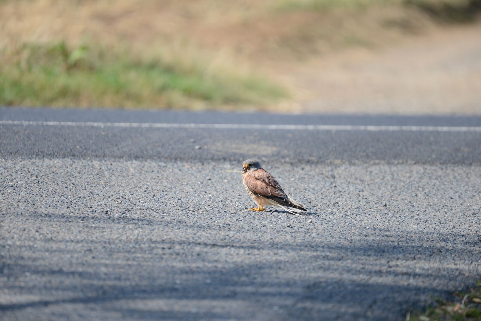 Nikon D600 sample photo. Valk, bird of prey photography
