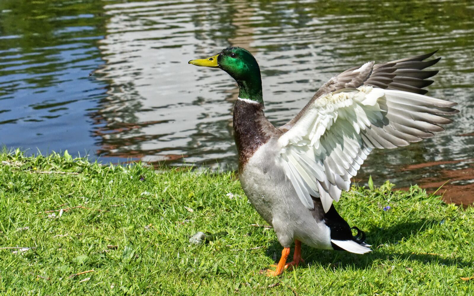 Nikon D7200 sample photo. Drake, mallard, water bird photography