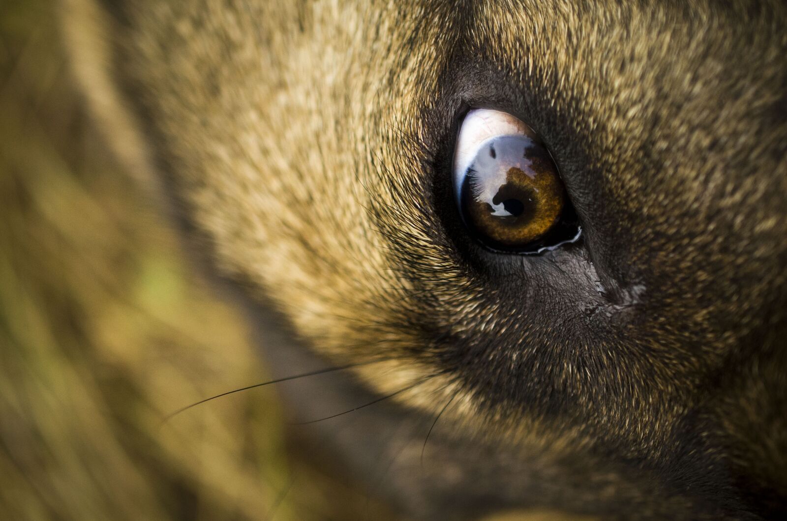 Nikon D7000 sample photo. Dog, eye, mastiffs photography