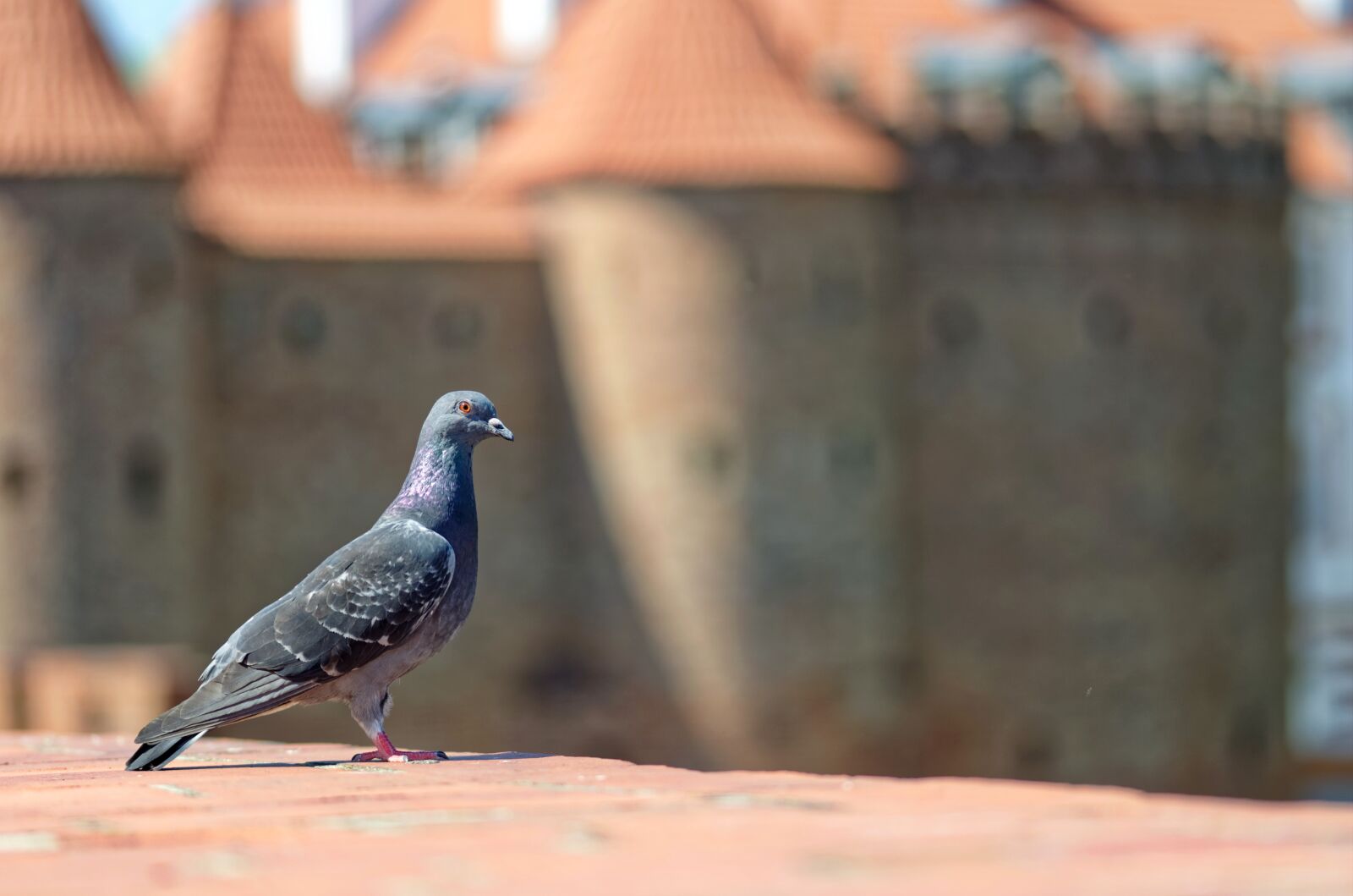 Nikon D5100 sample photo. Pigeon, bird, wall photography