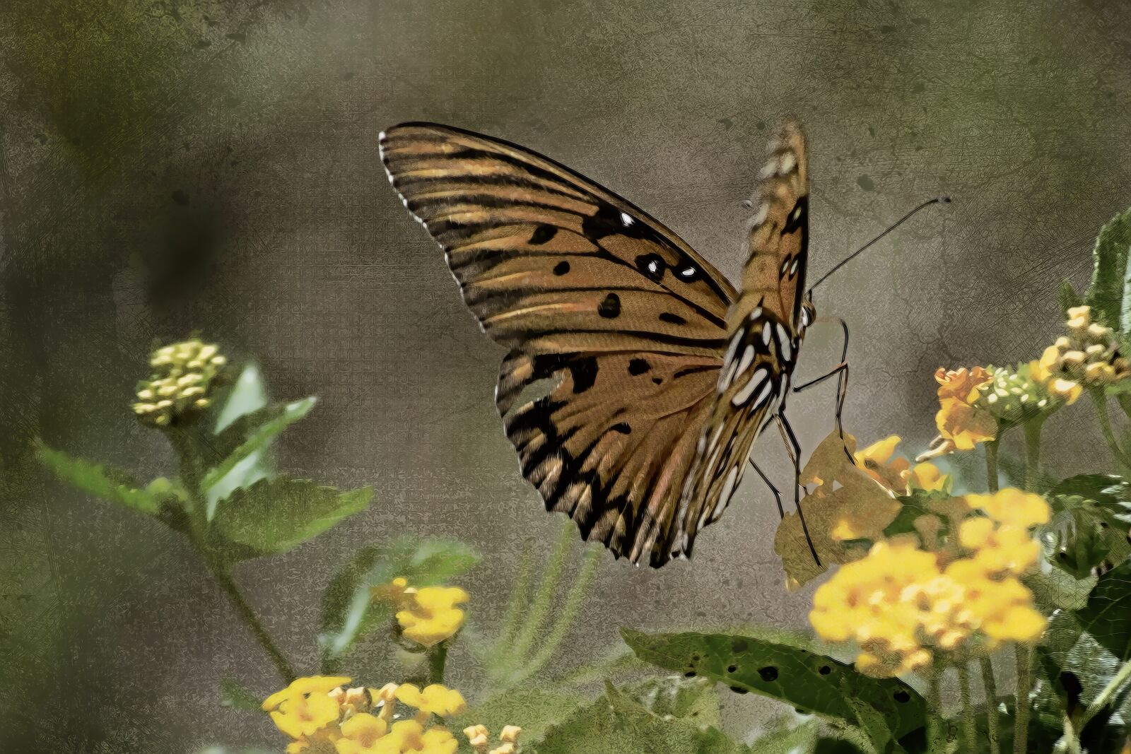Nikon D5100 sample photo. Vintage, butterfly, insect photography