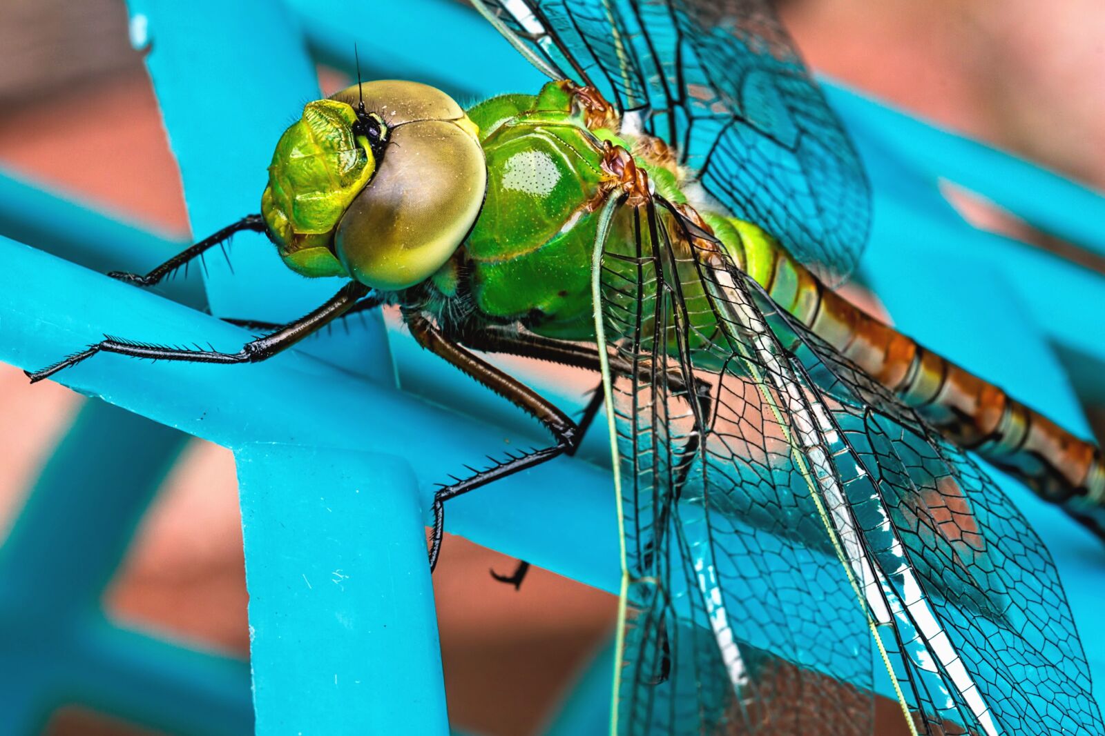 Canon EOS 550D (EOS Rebel T2i / EOS Kiss X4) sample photo. Insect, invertebrate, plant, dragonfly photography