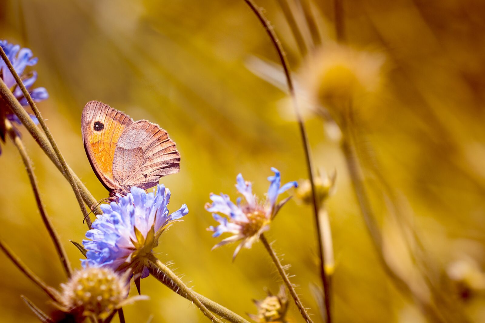 Nikon D7100 sample photo. Meadow, flower meadow, natural photography