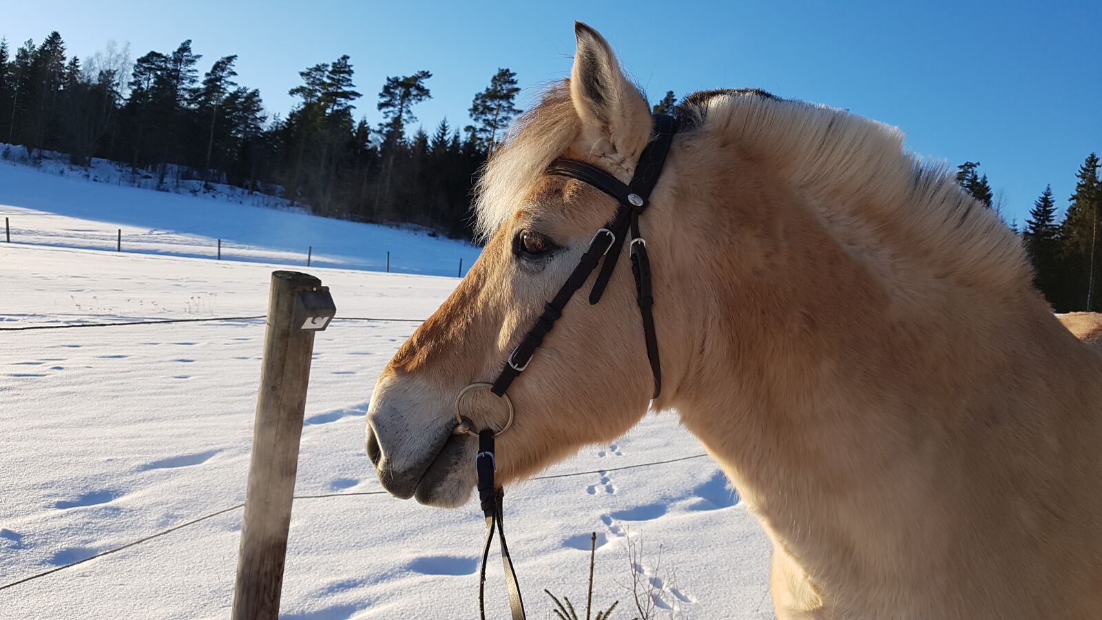 Samsung Galaxy S7 sample photo. Horse, vuonohevonen, winter photography