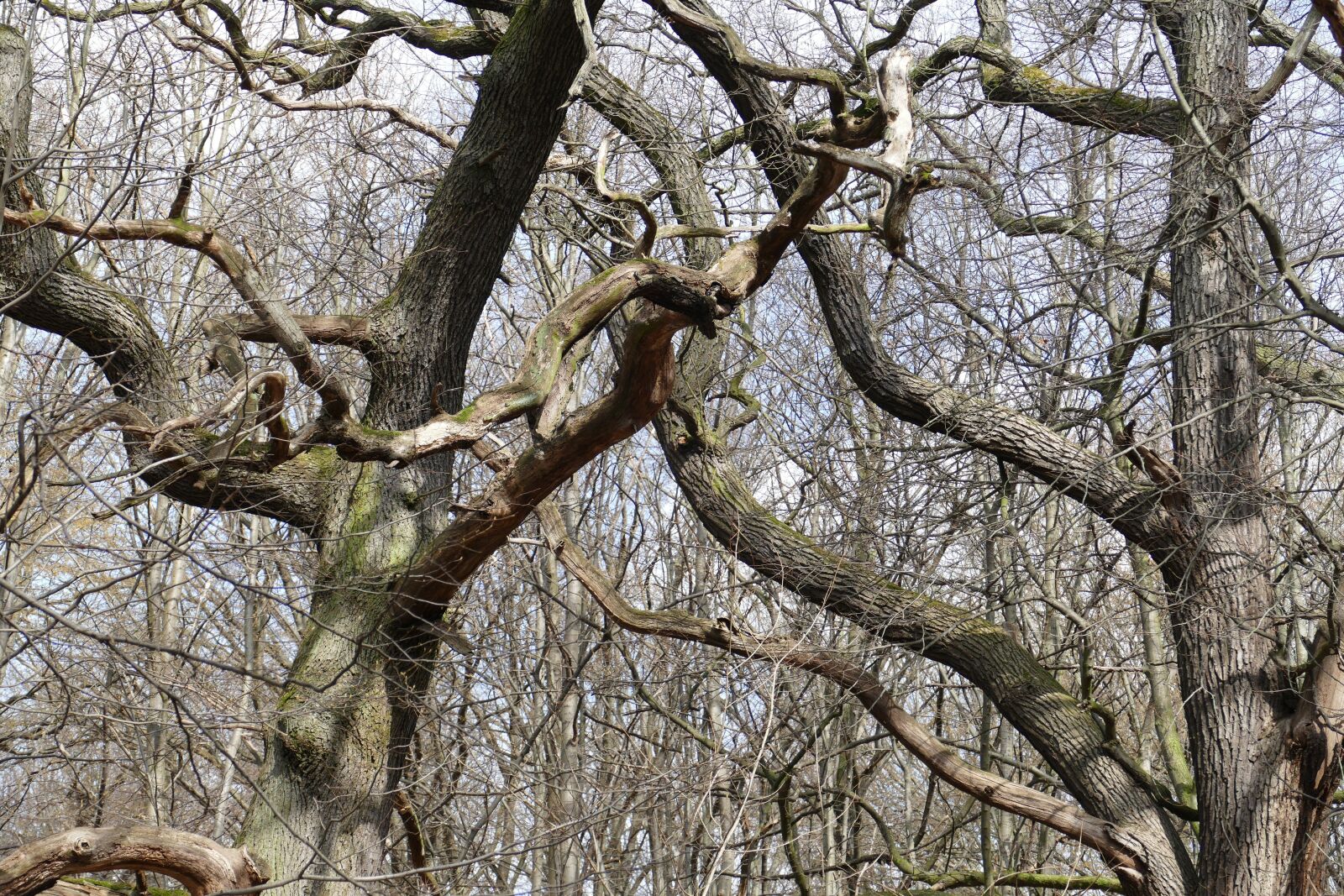 Panasonic Lumix DMC-FZ1000 sample photo. Forest, nature, spring photography