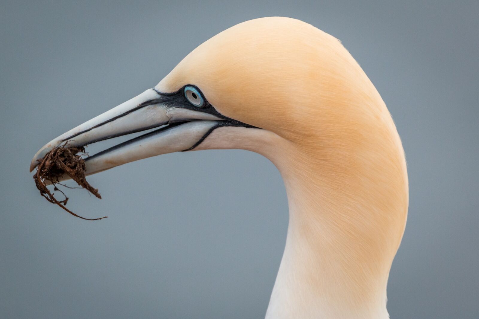 Canon EOS 70D + 150-600mm F5-6.3 DG OS HSM | Contemporary 015 sample photo. Northern gannet, boobies, morus photography