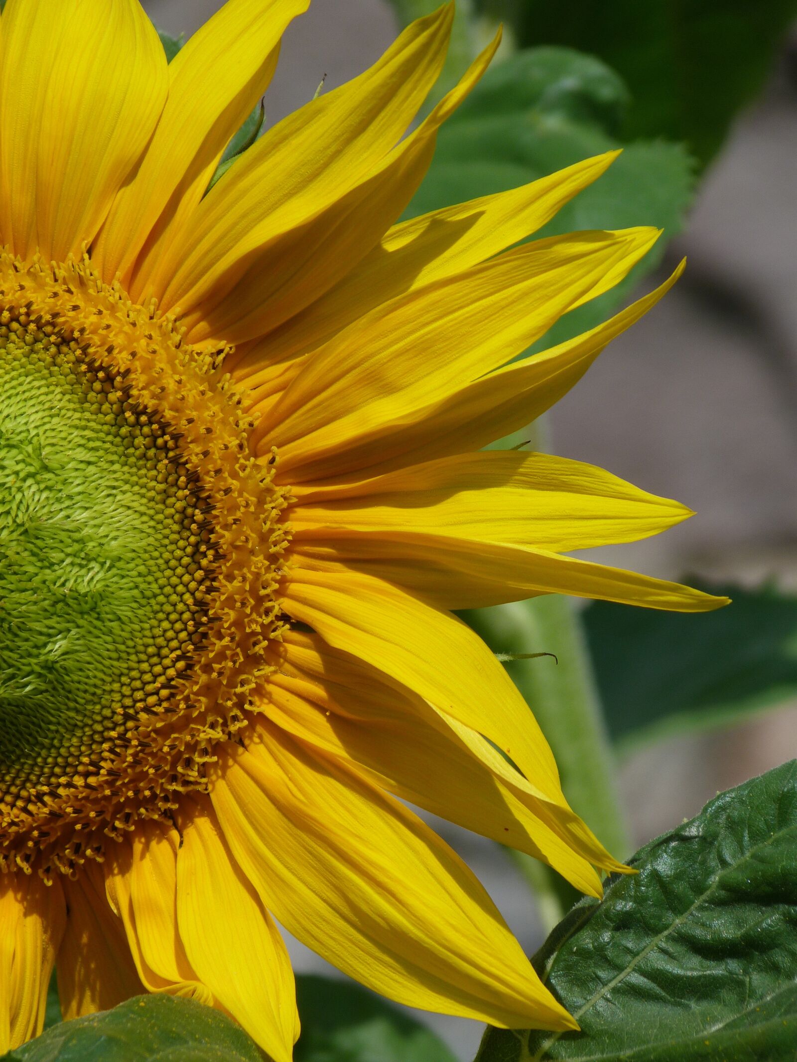 Panasonic Lumix DMC-FZ40 (Lumix DMC-FZ45) sample photo. Sunflower, summer, nature photography