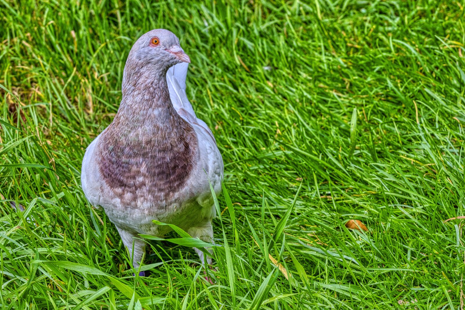 Nikon D7500 sample photo. Dove, species, plumage photography
