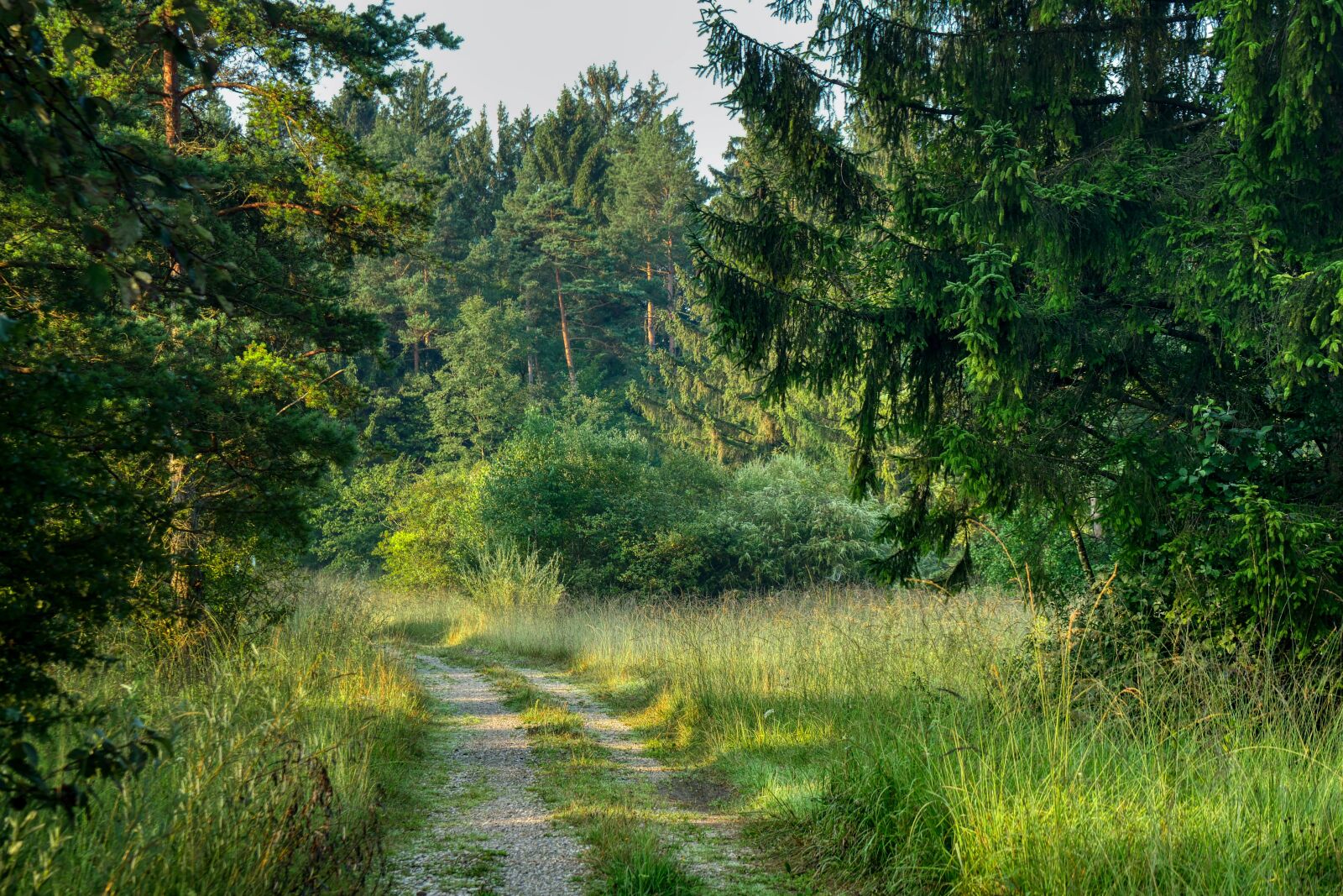 Panasonic Lumix DMC-GX8 sample photo. Forest, glade, away photography