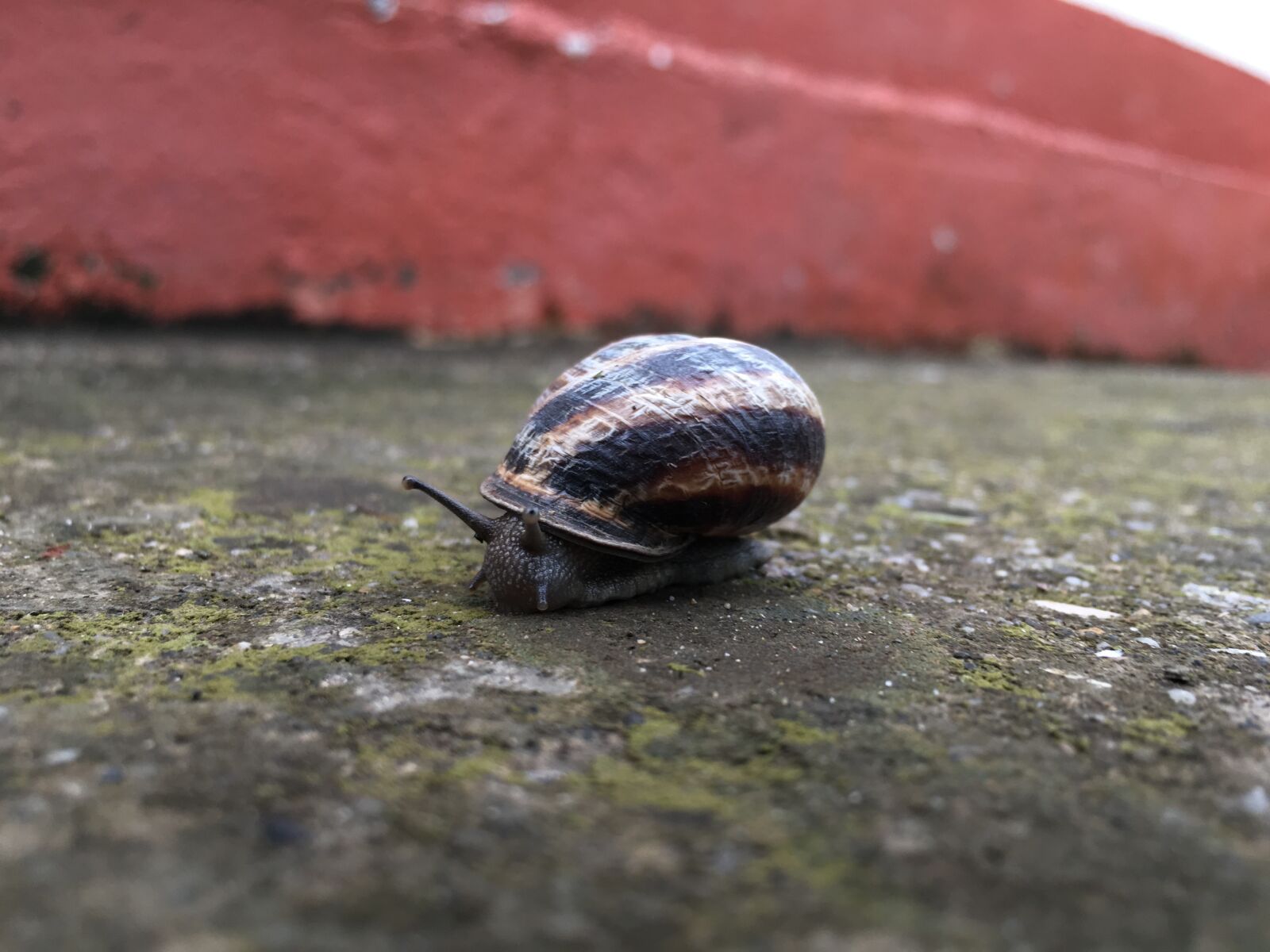 Apple iPhone 6s sample photo. Blurred, close, up, greens photography
