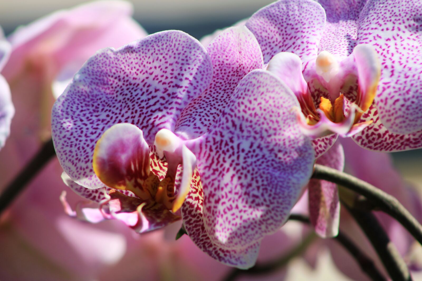 Canon EOS 2000D (EOS Rebel T7 / EOS Kiss X90 / EOS 1500D) sample photo. Orchid, ornamental plant, orchidaceae photography