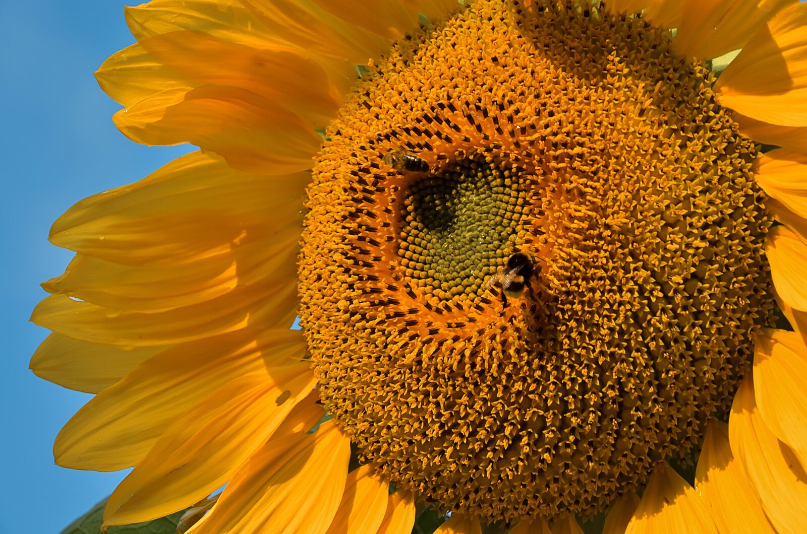 Nikon D5100 sample photo. Nature, flower, sunflower photography
