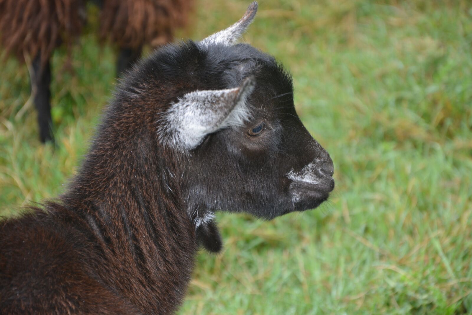 Nikon D5200 sample photo. Goat, head of goat photography