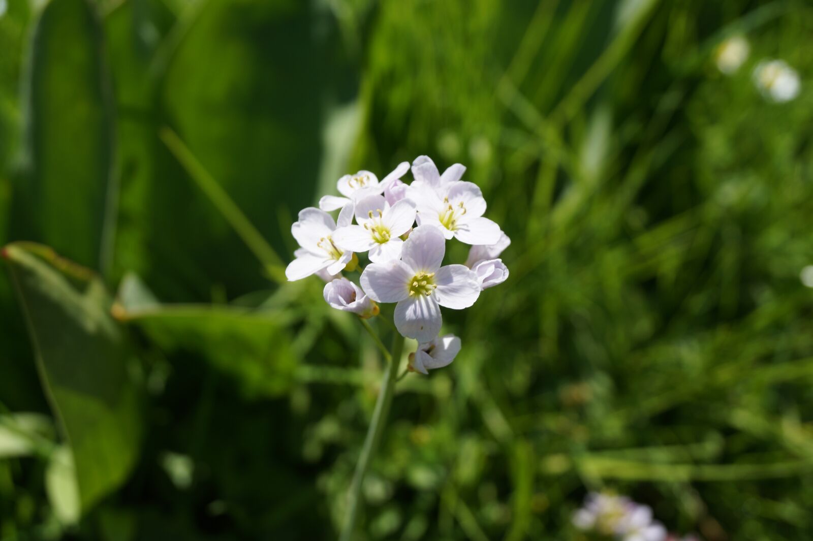 Sony DT 18-55mm F3.5-5.6 SAM II sample photo. Flower, meadow, grass photography