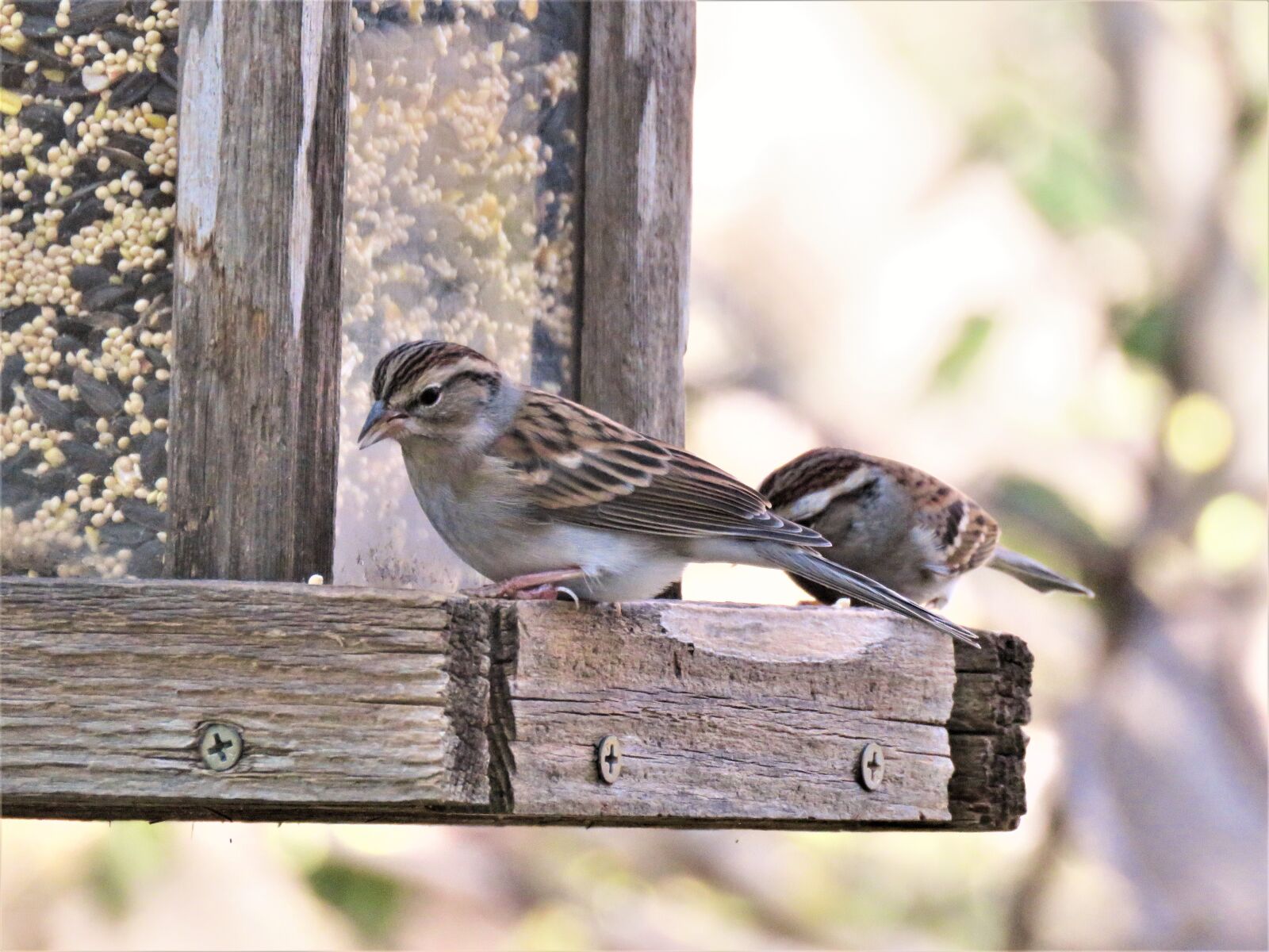 Canon PowerShot SX60 HS sample photo. Birds, cute, wildlife photography