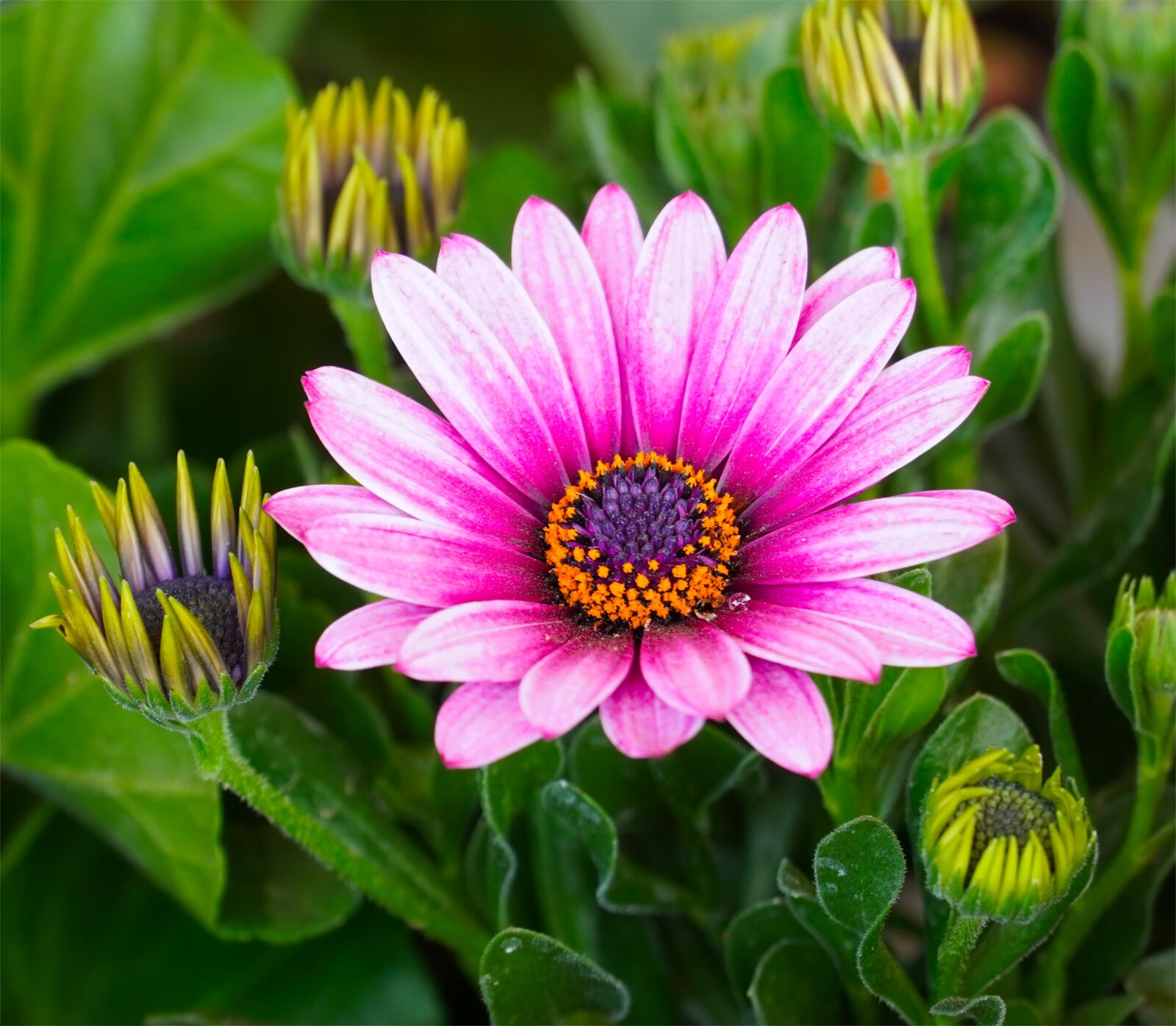 Sony E PZ 18-105mm F4 G OSS sample photo. Daisies, flowers, blossom photography