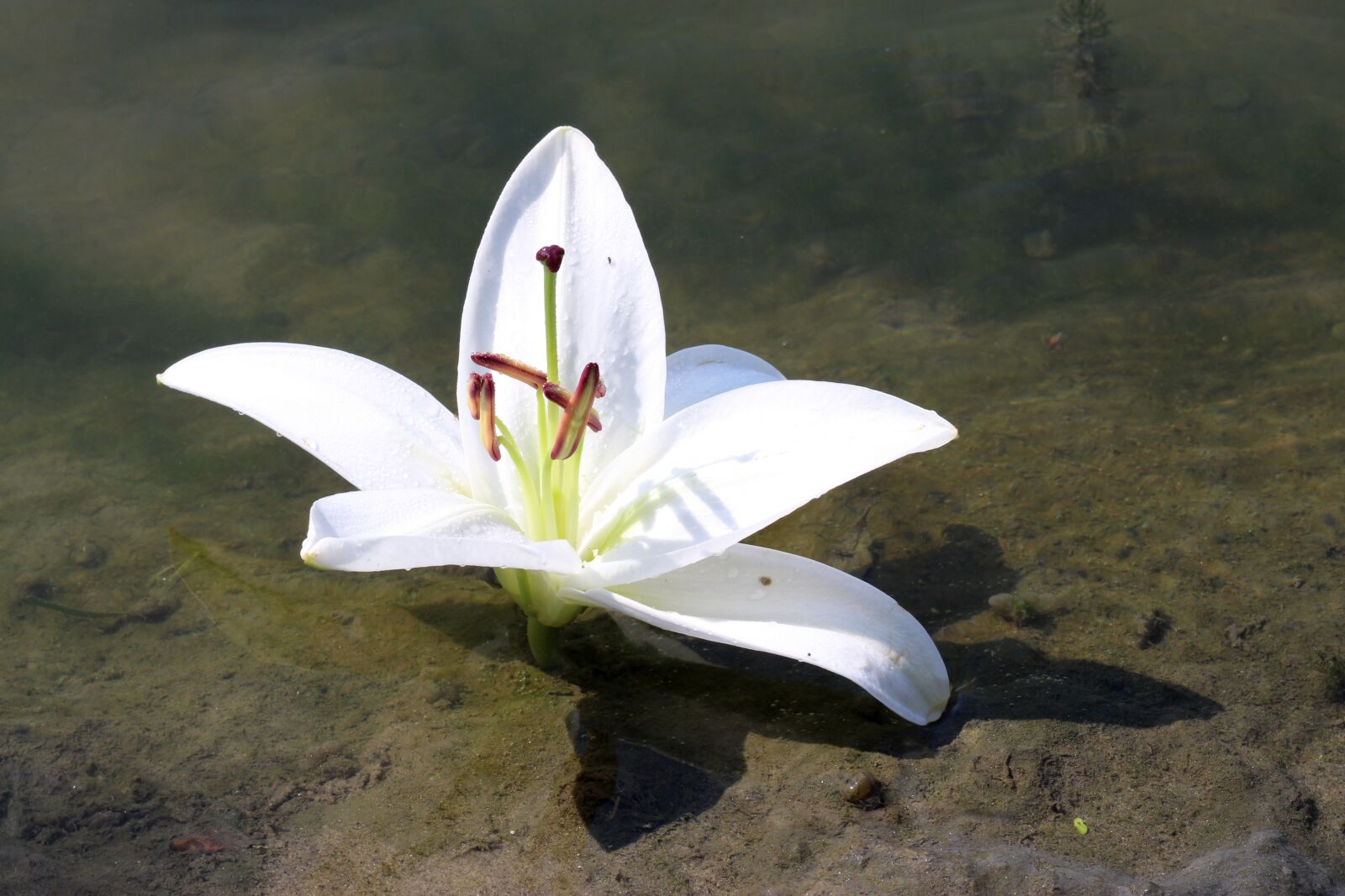 Canon EOS 700D (EOS Rebel T5i / EOS Kiss X7i) + Canon EF 85mm F1.8 USM sample photo. Lily, water, flower photography