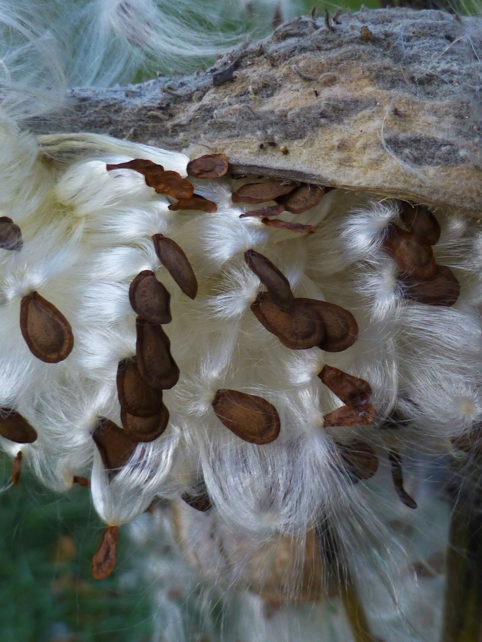 Panasonic DMC-ZS19 sample photo. Milkweed, seed, seeds photography