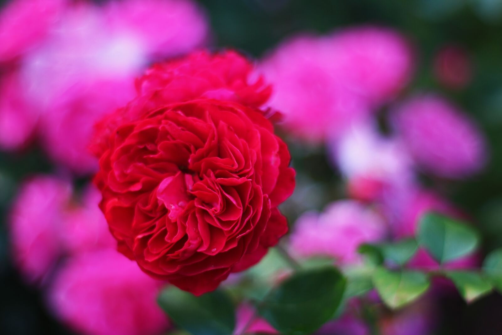 Canon EOS 700D (EOS Rebel T5i / EOS Kiss X7i) sample photo. Garden rose, red rose photography