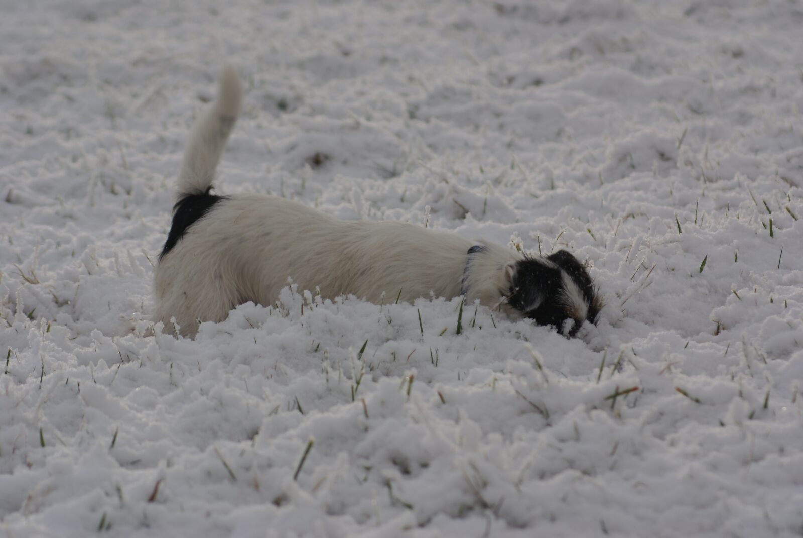 Sony Alpha DSLR-A100 sample photo. Parson russell terrier, jack photography