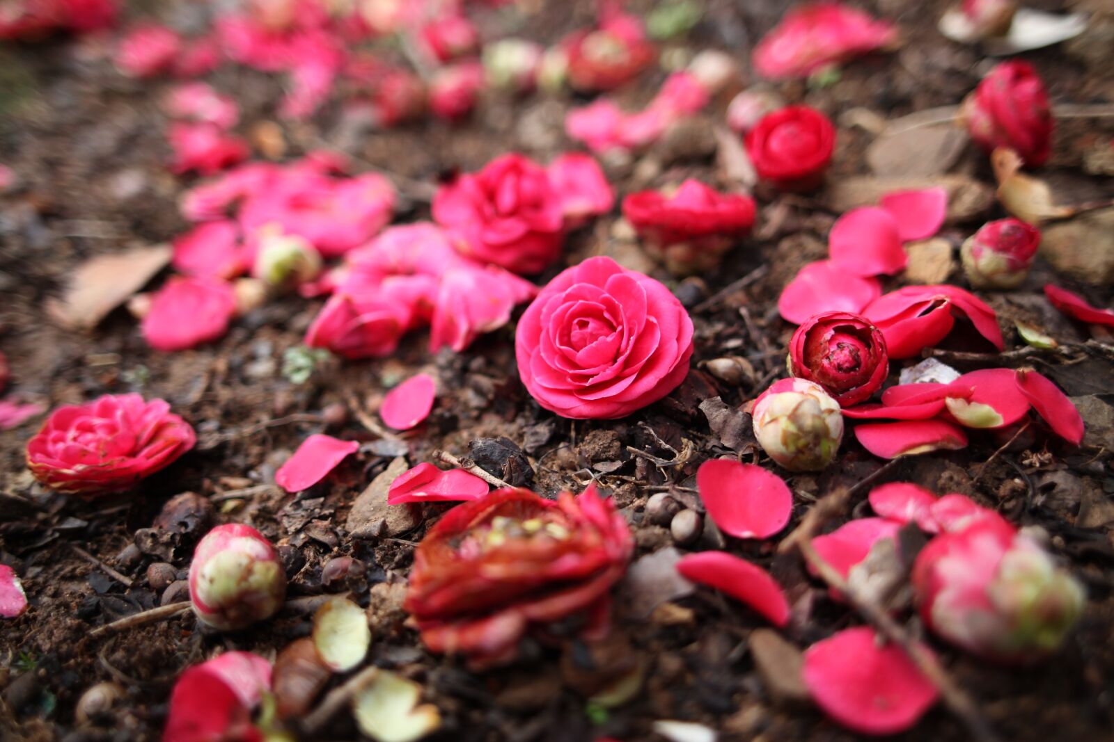 Canon EOS 5D Mark II sample photo. Spring, flowers, camellia photography