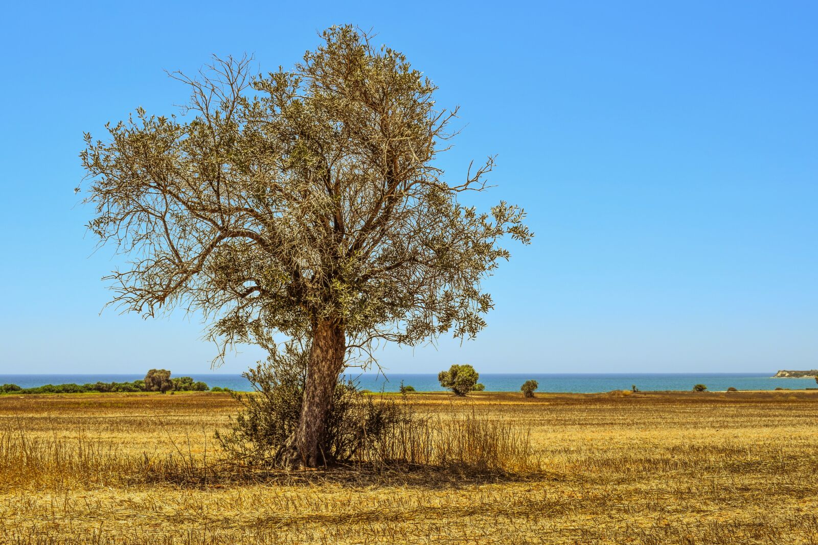 Nikon D3300 sample photo. Tree, field, agriculture photography