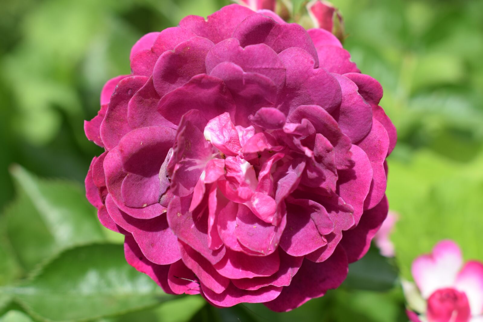 Nikon D3300 sample photo. Pink, pink flowers, plant photography