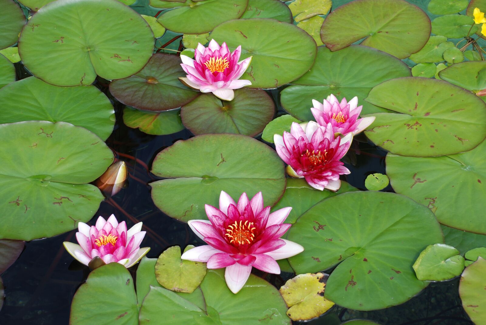 Nikon D80 sample photo. Water lily, water rose photography