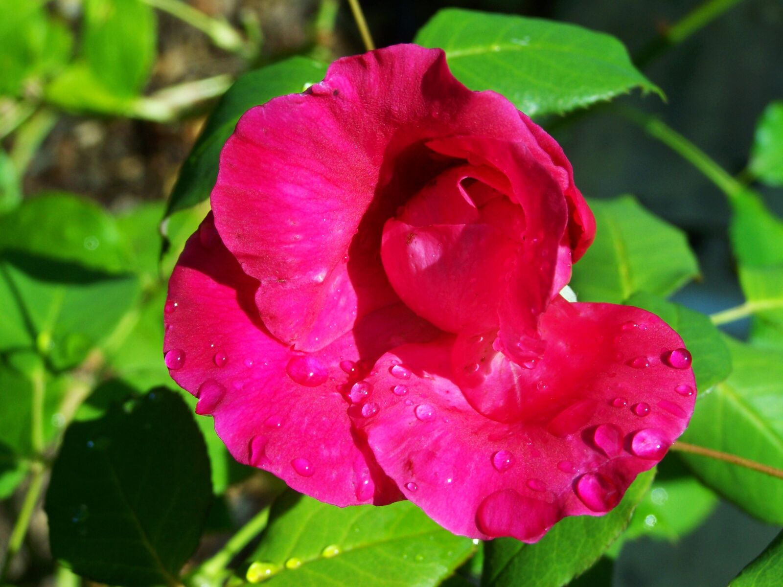 Kodak EASYSHARE ZD710 ZOOM DIGITAL CAMERA sample photo. Rose es cseppes, pink photography