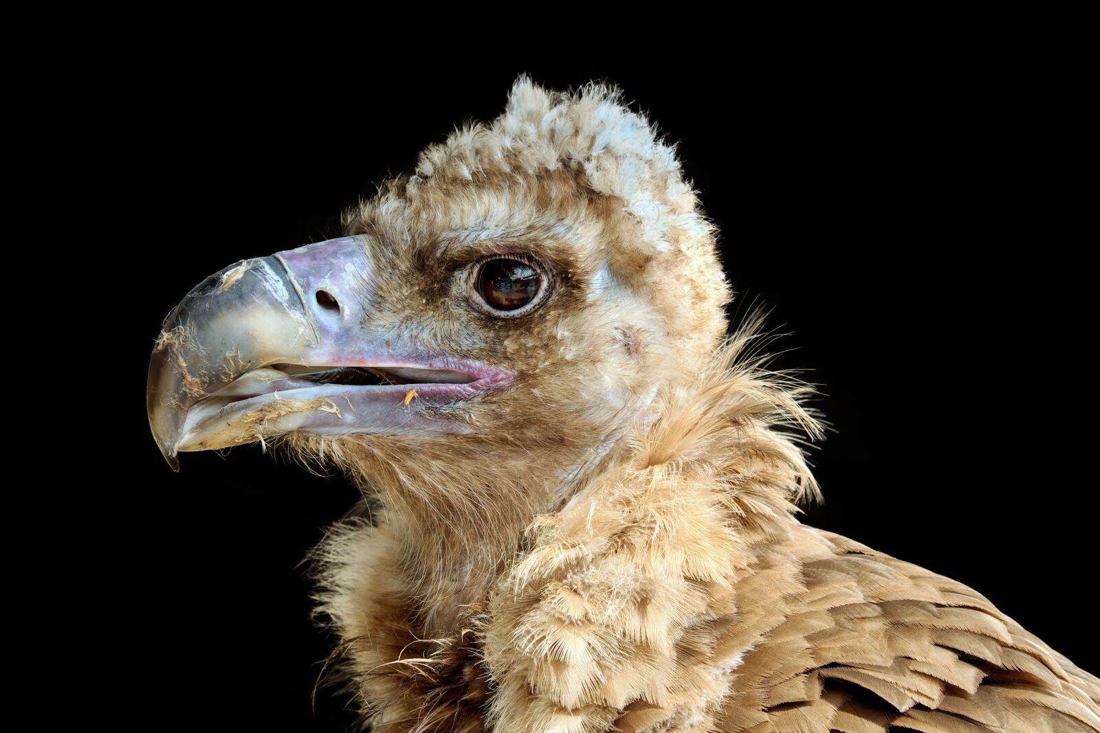 Fujifilm X-T10 + Fujifilm XC 50-230mm F4.5-6.7 OIS sample photo. Black vulture, cowl vulture photography