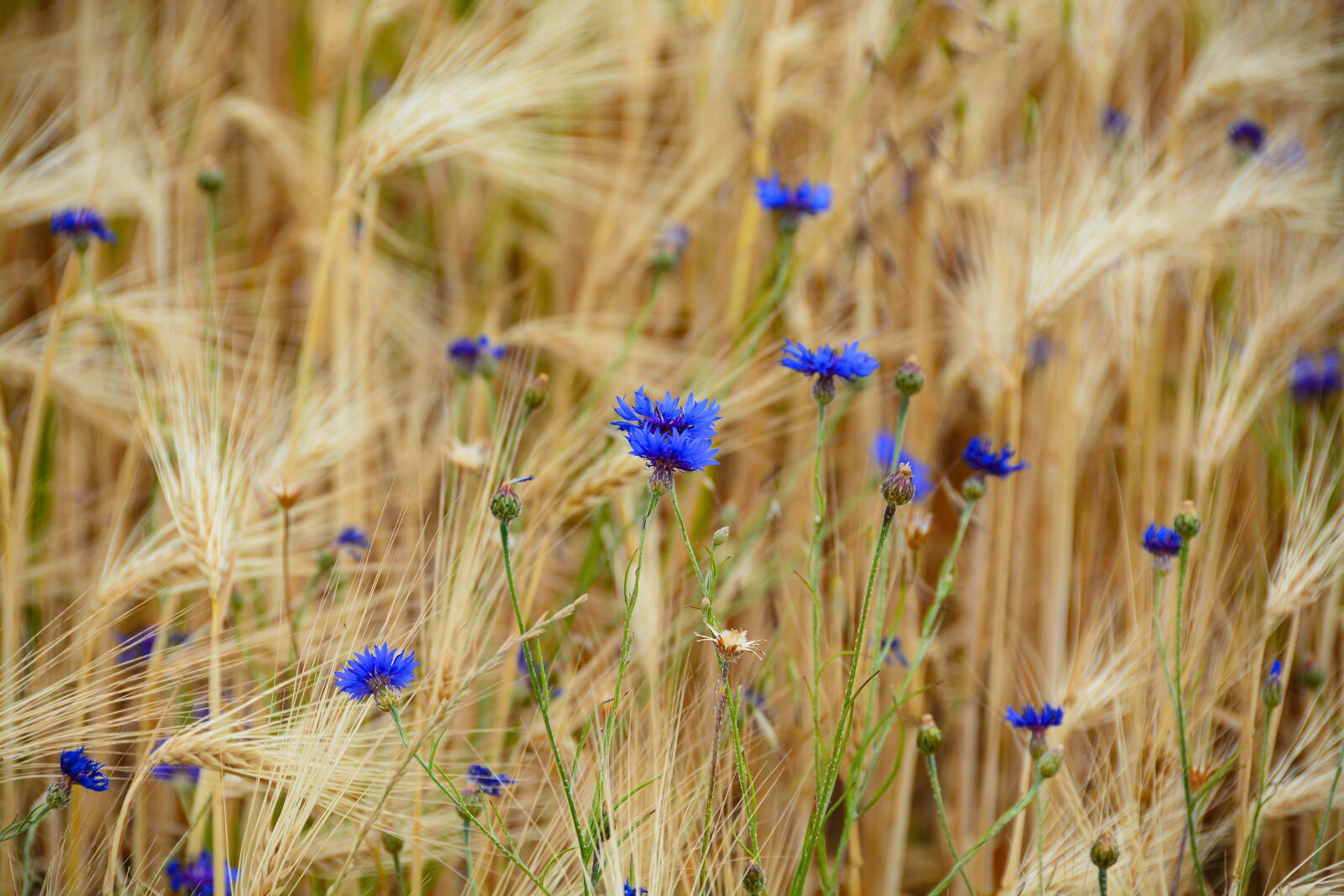 Nikon D7100 sample photo. Flower, nature, garden photography