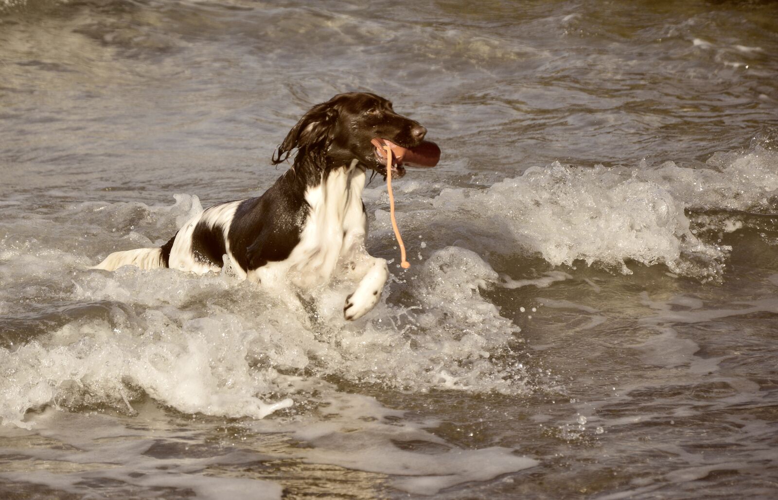 Nikon D3200 sample photo. Dog, small m nsterl photography