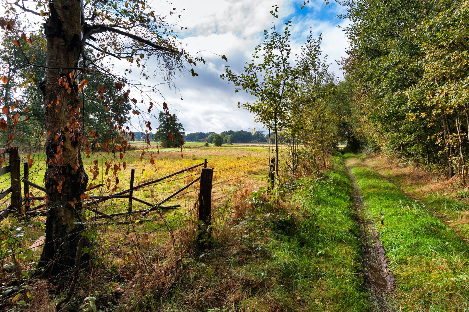 Nikon D90 sample photo. Lane, autumn, landscape photography