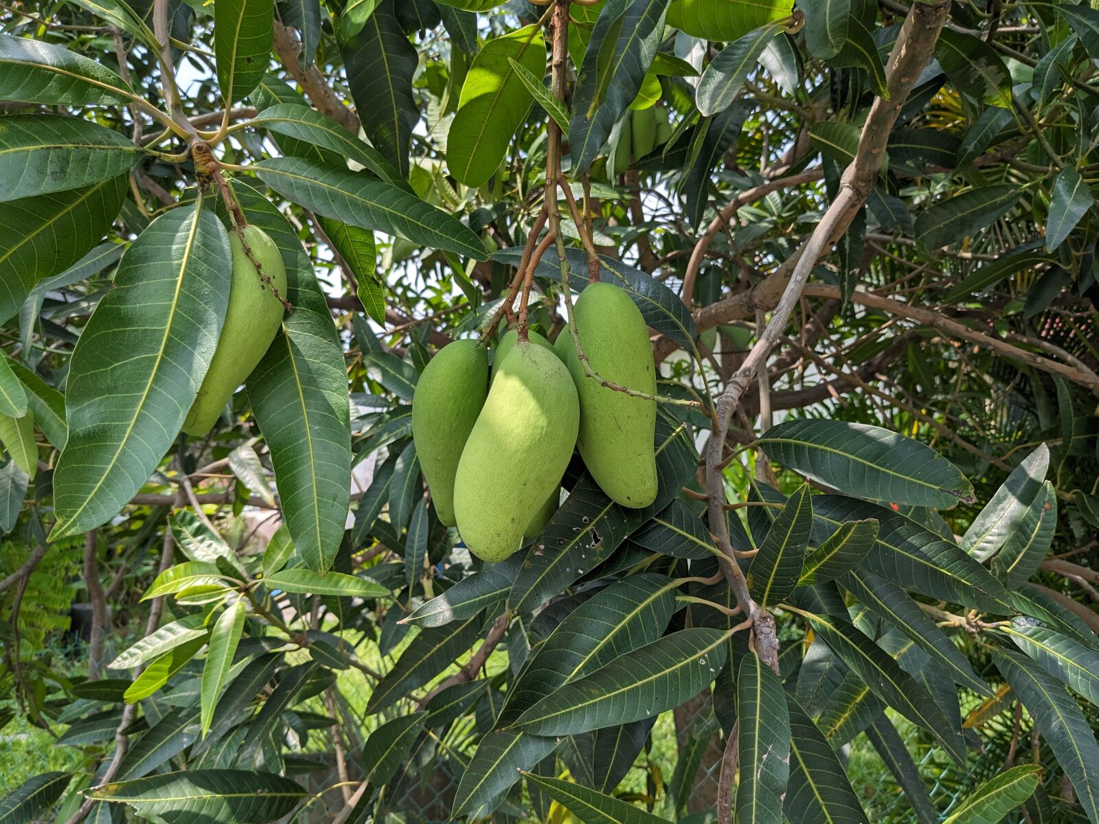 Google Pixel 5 sample photo. Fruit1_pixel5 photography