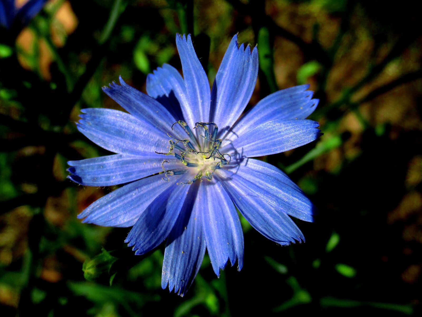 Canon PowerShot SX620 HS sample photo. Flower, plant, blue photography