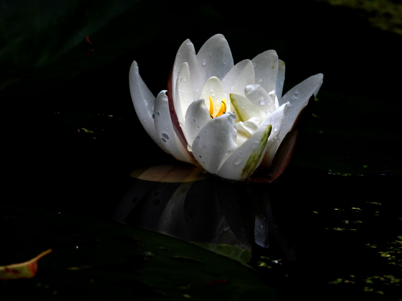 Nikon Coolpix P1000 sample photo. Lotus, flower, blossom photography