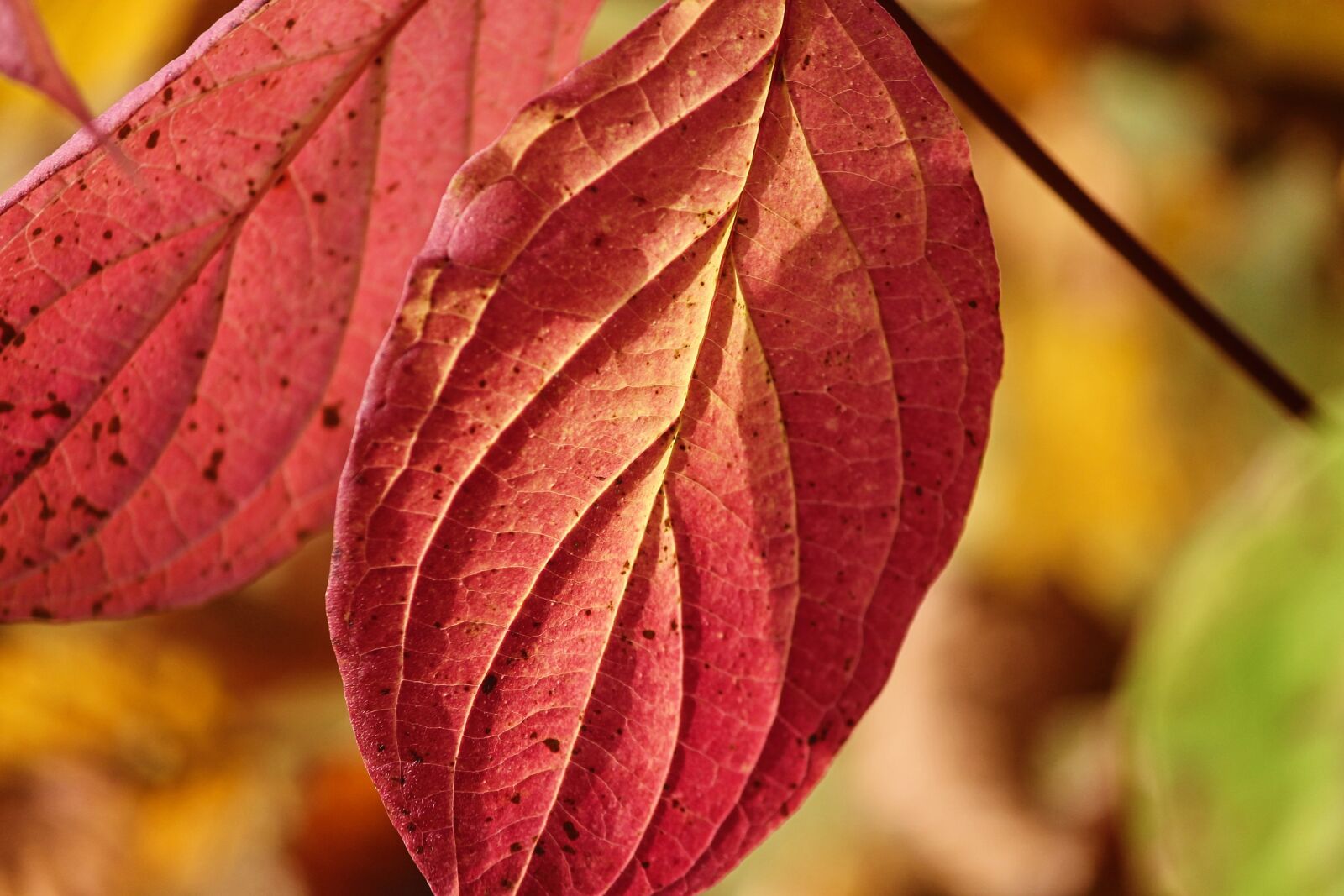 Canon EOS 1100D (EOS Rebel T3 / EOS Kiss X50) sample photo. Fall foliage, leaves, two photography
