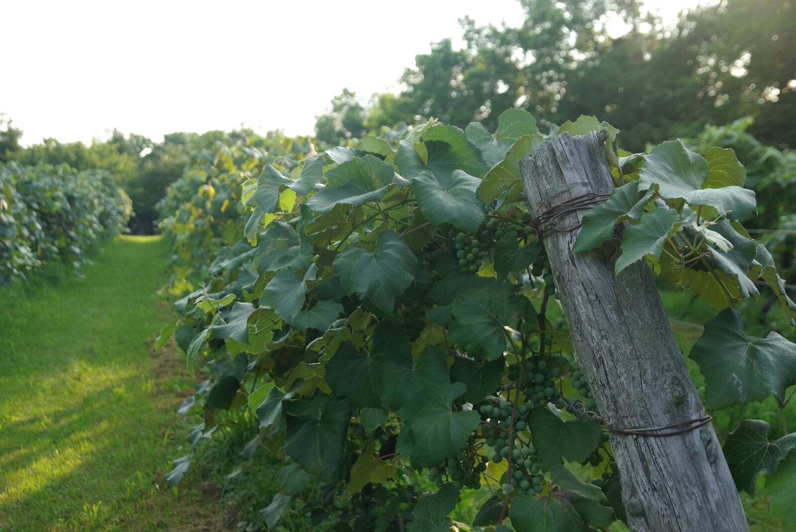 Pentax K10D sample photo. Wine grapes, put-in-bay, vineyard photography