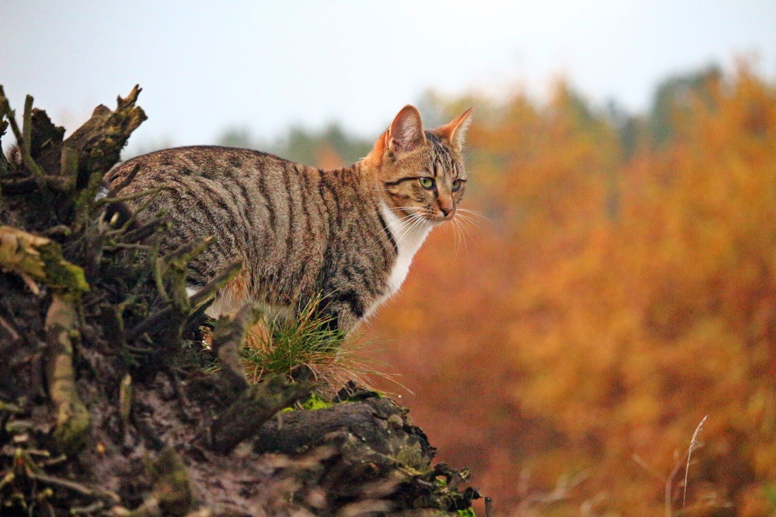 Canon EOS 100D (EOS Rebel SL1 / EOS Kiss X7) sample photo. Cat, mackerel, autumn photography