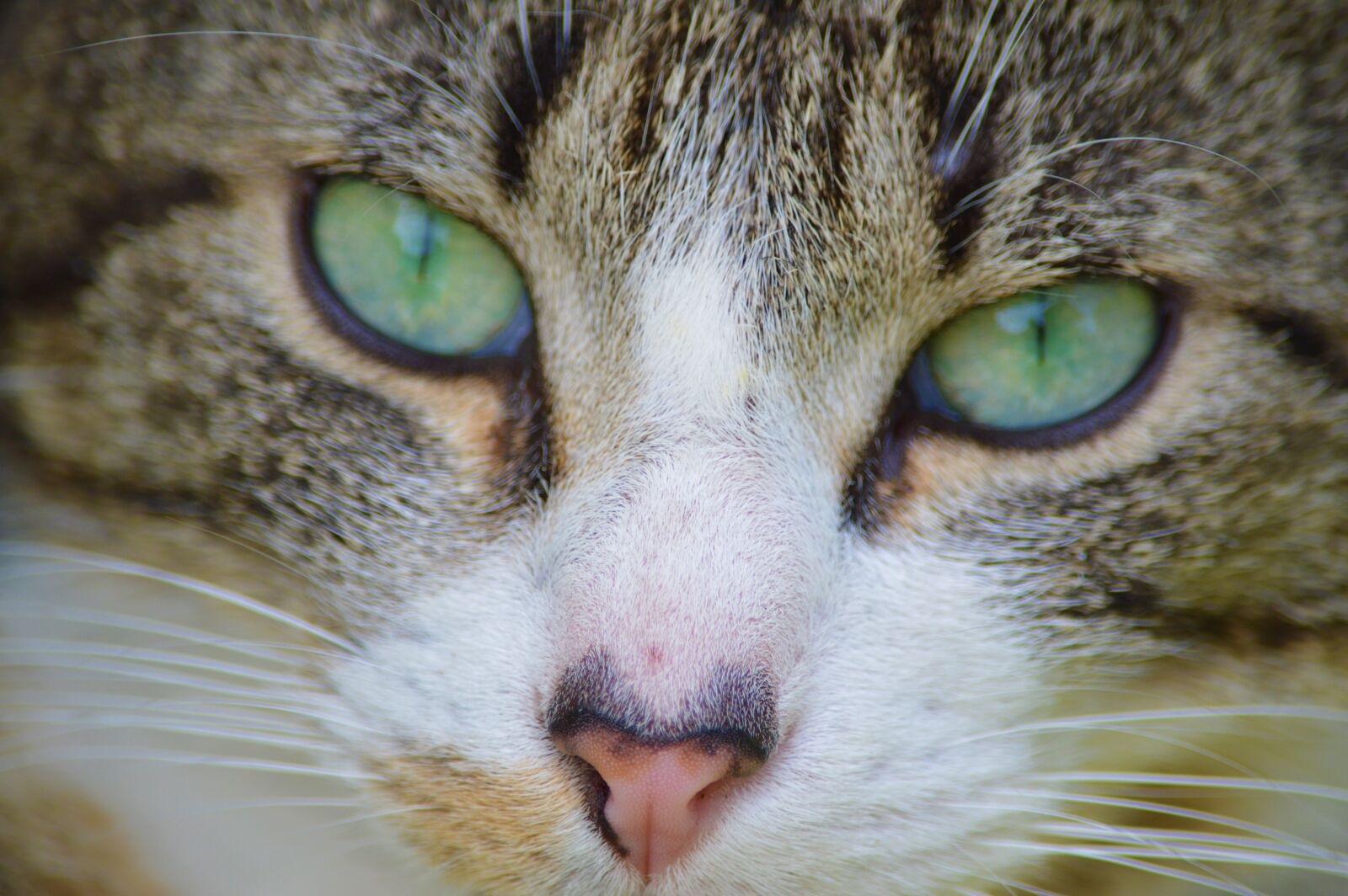 Nikon D3200 sample photo. Cat, portrait, eyes photography