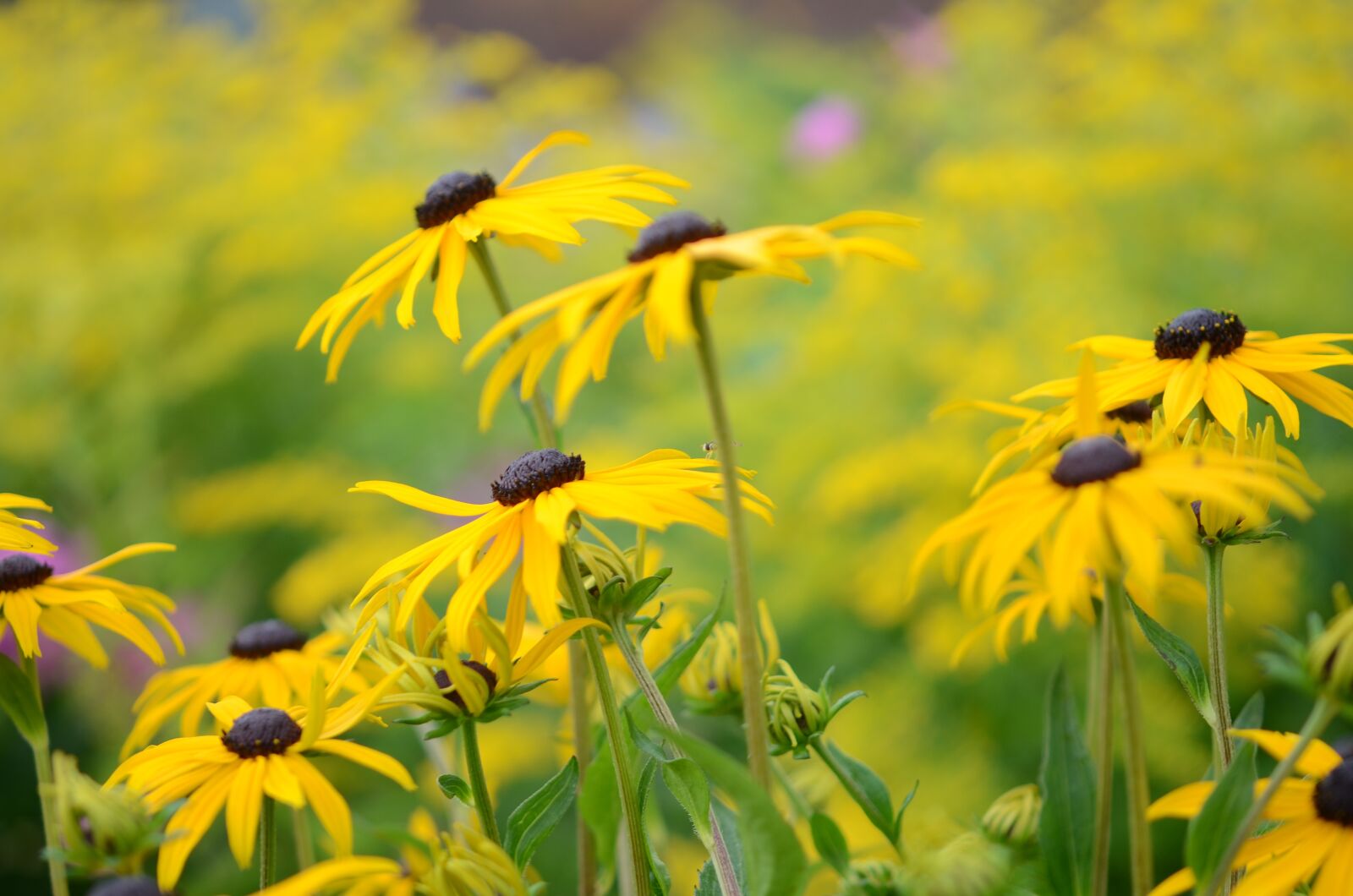 Nikon D7000 sample photo. Flower, natur, spring photography